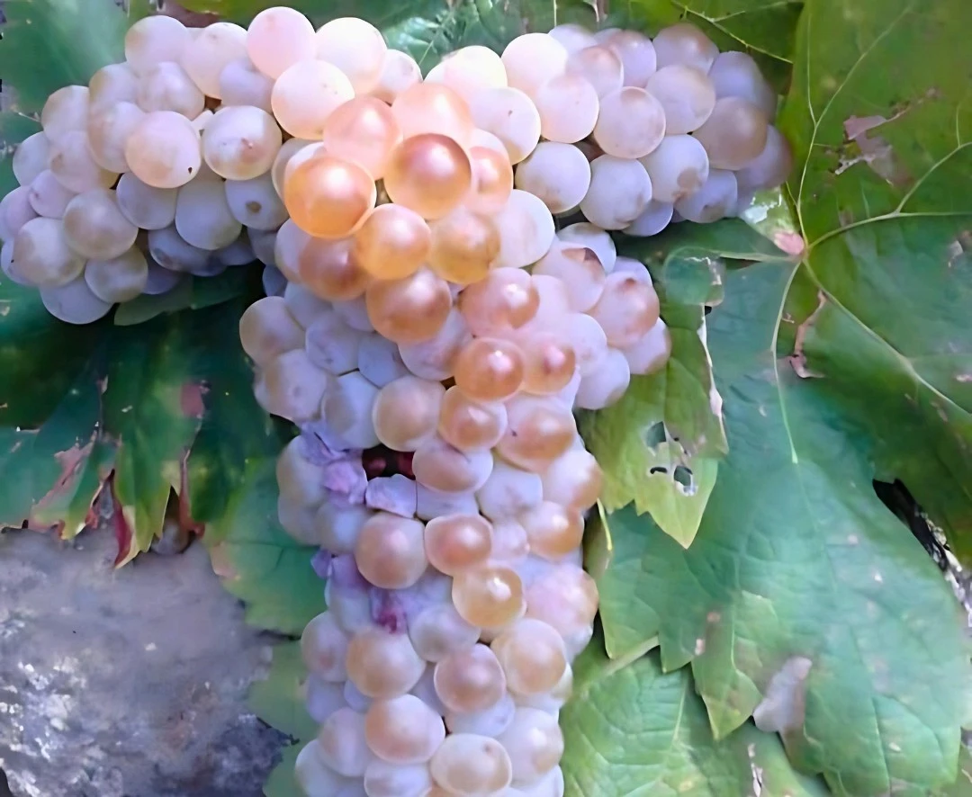 Variedad de uva: Puesta en cruz