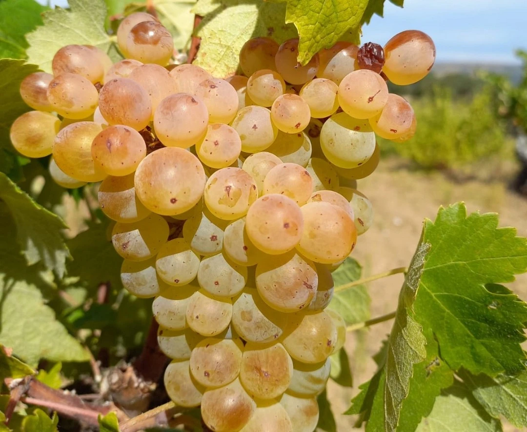 Variedad de uva: Malvasía Castellana